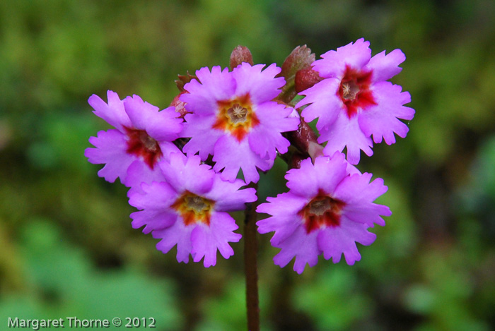 <i>Primula vaginata </i>