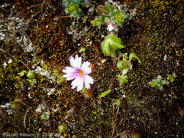 <i> Primula vaginata ssp. eucyclia </i>