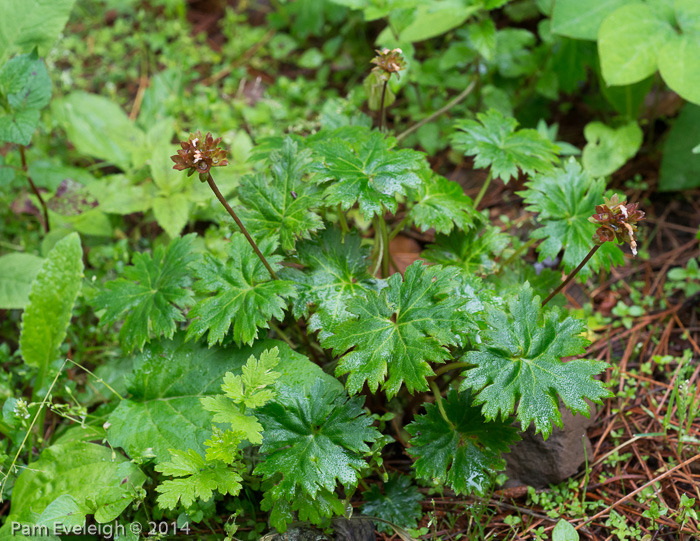 <i>Primula vaginata </i>