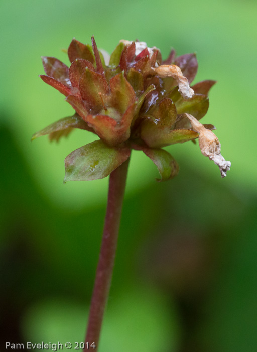 <i>Primula vaginata </i>