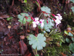 <i>Primula vaginata </i>