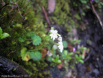 <i>Primula vaginata </i>