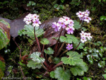 <i>Primula vaginata </i>