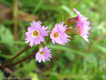 <i>Primula vaginata </i>