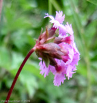 <i>Primula vaginata </i>