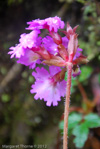 <i>Primula vaginata </i>