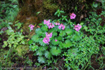 <i>Primula vaginata </i>