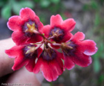 <i>Primula valentiniana </i>