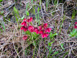 <i>Primula valentiniana </i>