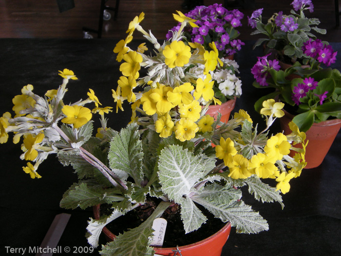 <i>Primula x kewensis (P. verticillata x P. floribunda) </i>