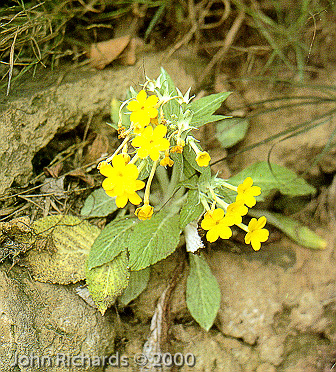 <i>Primula verticillata </i>