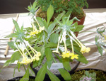 <i>Primula verticillata </i>