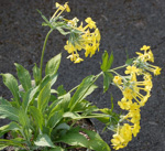 <i>Primula verticillata </i>