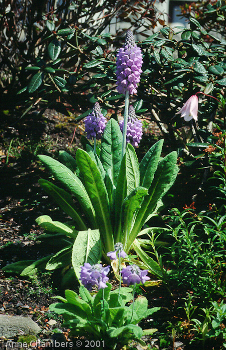 P. flaccida X P. vialii