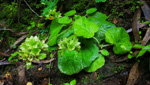 <i>Primula vilmoriniana </i>