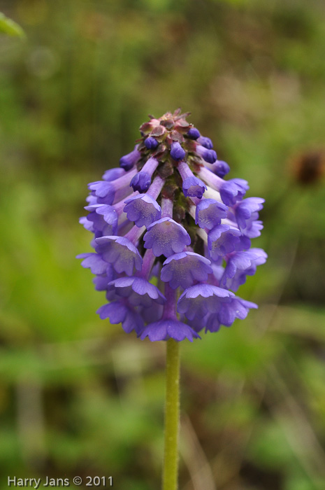 <i>Primula violacea </i>