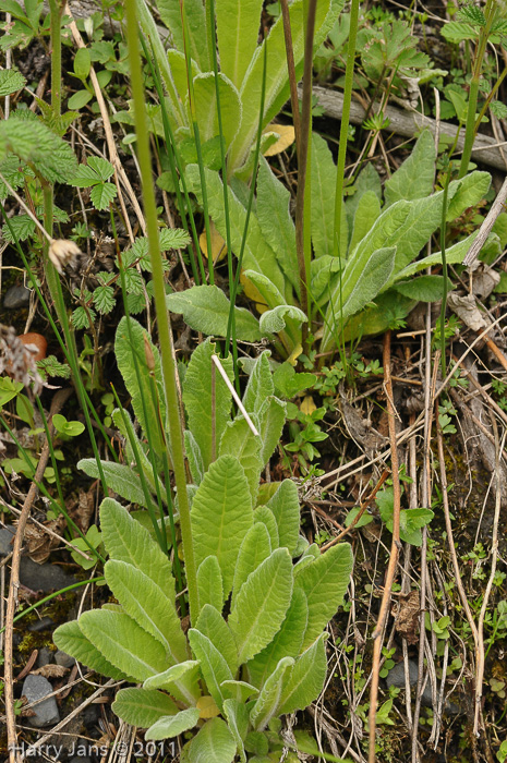 <i>Primula violacea </i>