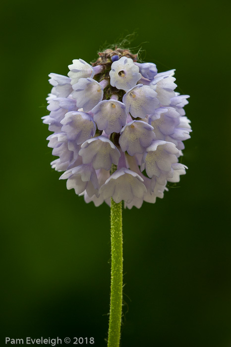 <i>Primula violacea </i>