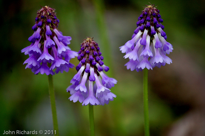 <i>Primula violacea </i>