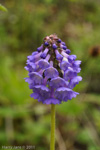 <i>Primula violacea </i>