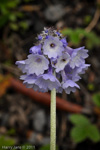 <i>Primula violacea </i>