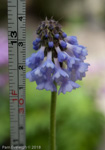 <i>Primula violacea </i>