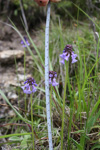 <i>Primula violacea </i>