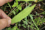 <i>Primula violacea </i>