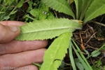 <i>Primula violacea </i>