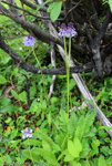 <i>Primula violacea </i>