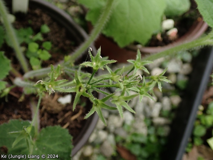 <i>Primula violaris </i>