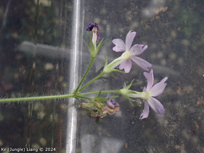 <i>Primula violaris </i>