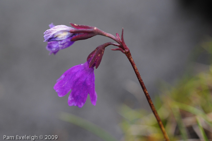 <i>Primula virginis </i>