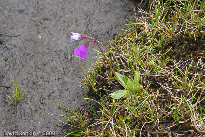 <i>Primula virginis </i>