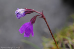 <i>Primula virginis </i>