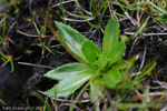 <i>Primula virginis </i>