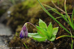 <i>Primula virginis </i>