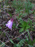 <i>Primula virginis </i>