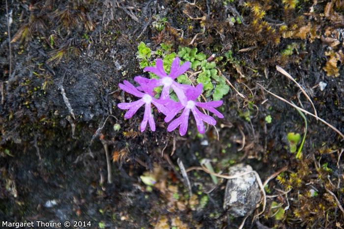 Primula waddellii