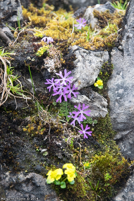 Primula waddellii