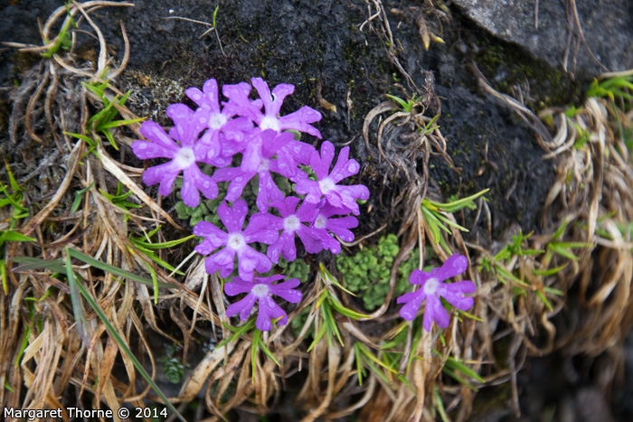 Primula waddellii