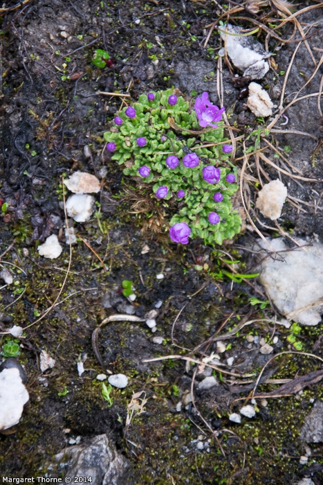 Primula waddellii