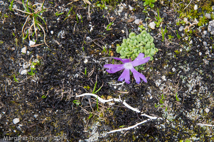 Primula waddellii