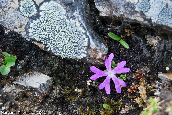 Primula waddellii