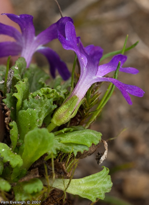 <i>Primula waddellii </i>