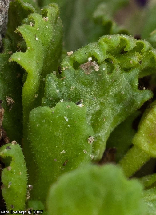 Primula waddellii