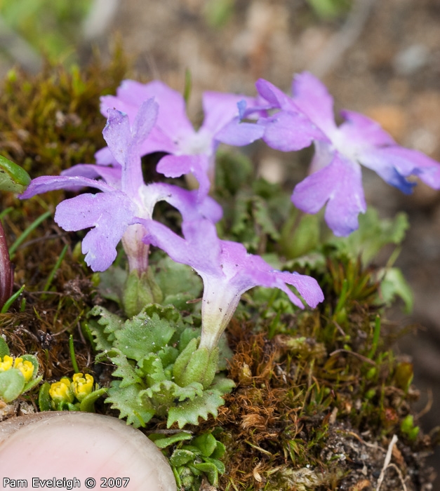 Primula waddellii