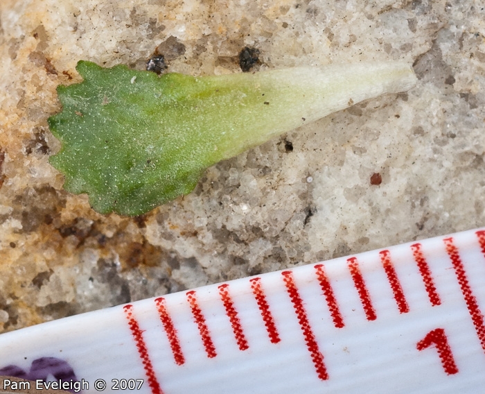 Primula waddellii