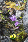 <i>Primula waddellii </i>