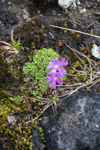 Primula waddellii